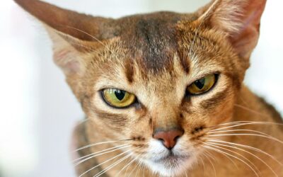 Abyssinian Cat Names