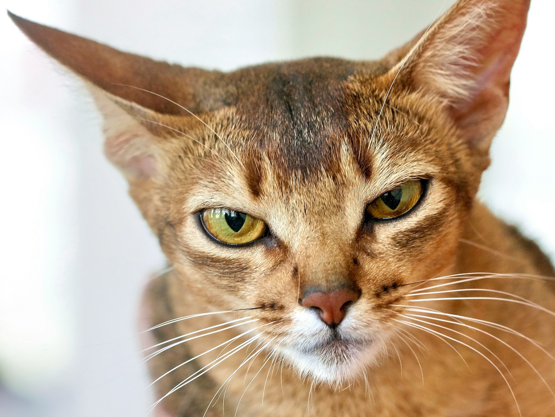 Abyssinian Cat Names Abyssinian Cat Names