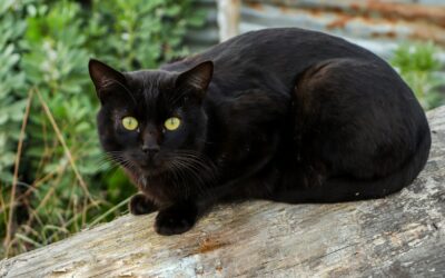 The Ultimate Guide to Black Cat Names
