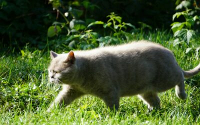 British Shorthai Cat Names