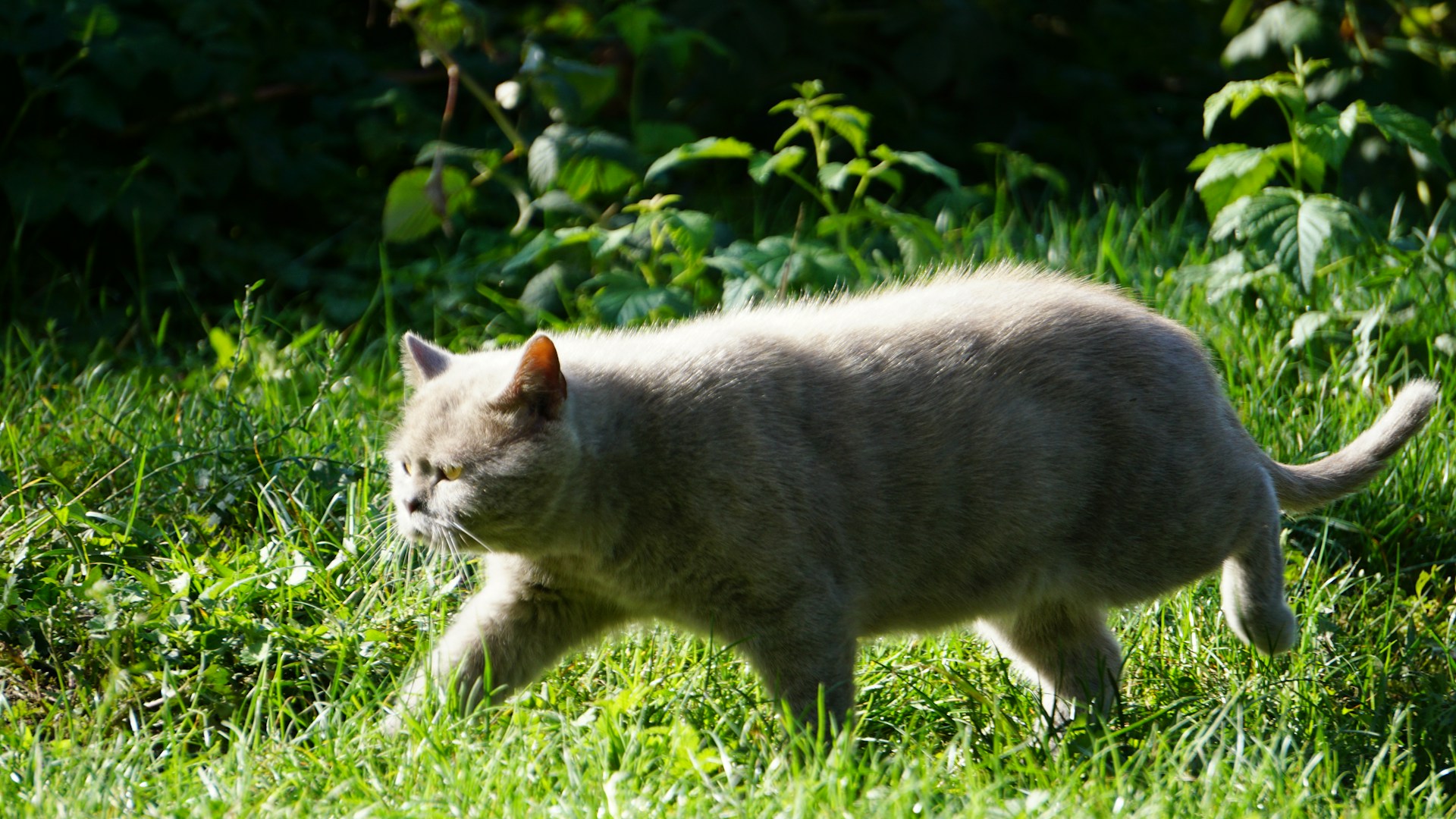 British Shortha ca Names