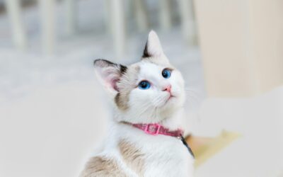 The Ultimate Guide to Female Cat Names