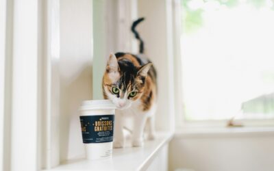 The Best French Cat Names