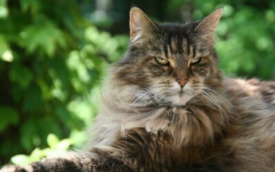 Maine Coon Cat Names