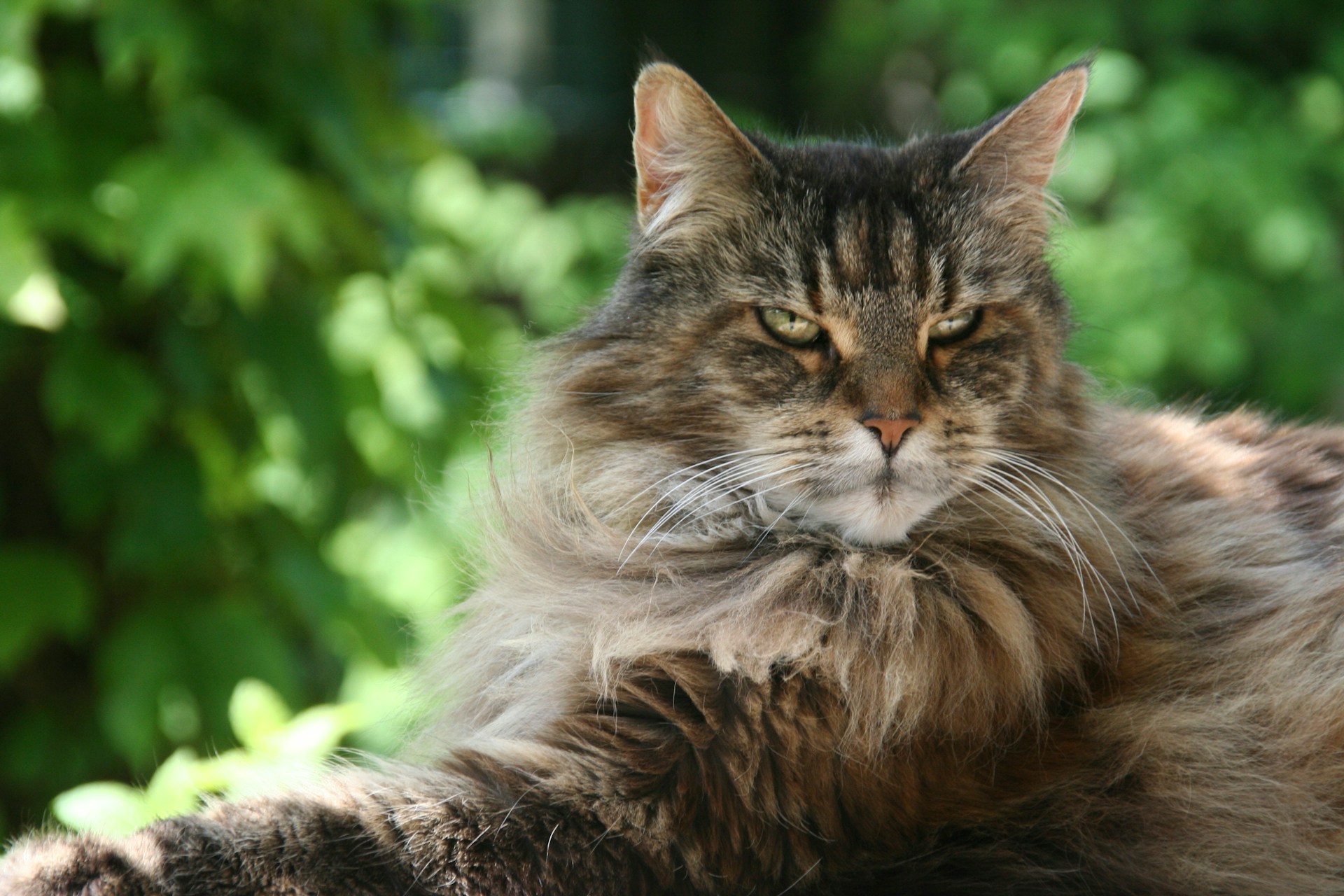 Maine coon cat names