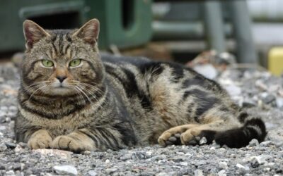 The Best Male Cat Names