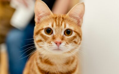Best Names For Your Orange Cat