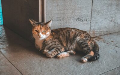 Popular Cat Names: Finding the Purr-fect Name