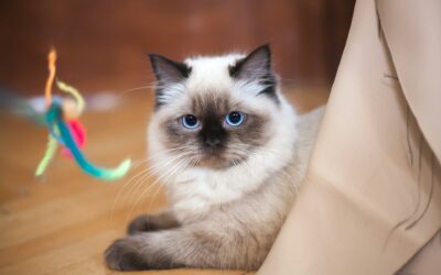 Ragdoll Cat Names
