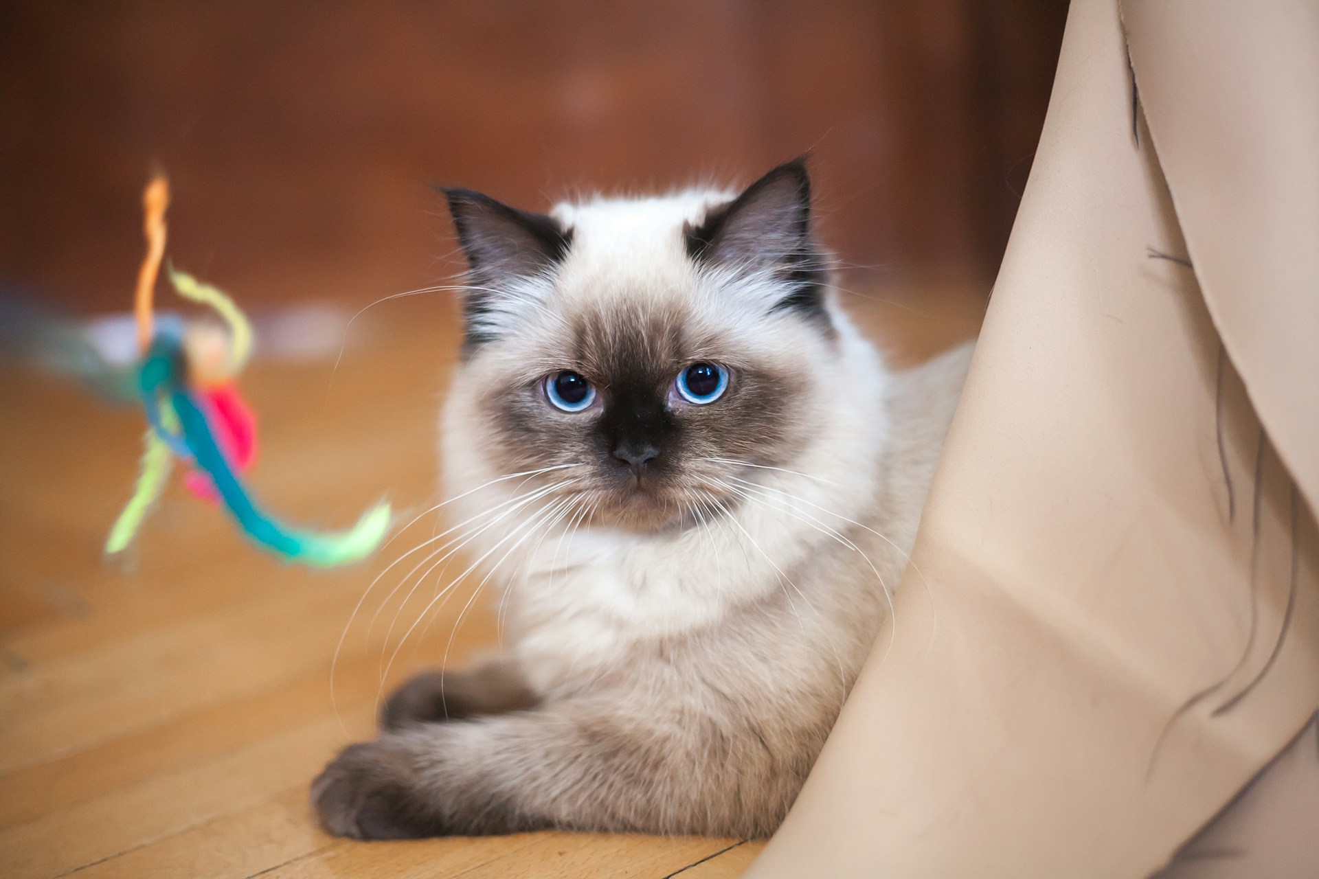 Ragdoll cat names Ragdoll cat names