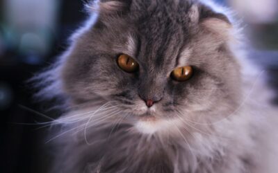 Choosing the Perfect Name for Your Scottish Fold Cat