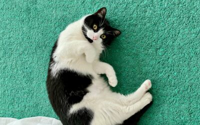 Silly Cat Names That Will Make You Smile