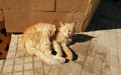 Cat Names in Spanish: Best Names