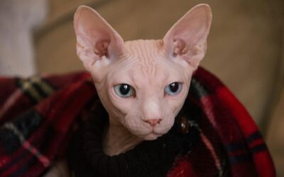 Sphynx Cat Names