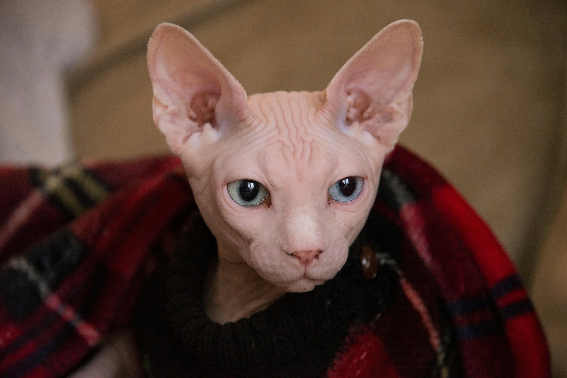 Sphynx Cat Names