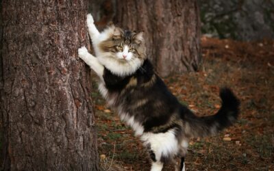 Unusual Cat Names: Unique Choices for Your Feline Friend