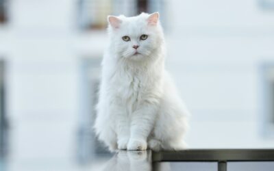White Cat Names: Choosing the Perfect Name for Your Snowy Feline Friend