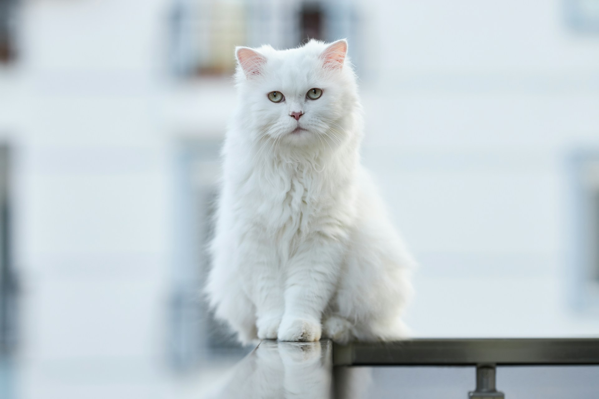 White Cat Names White Cat Names